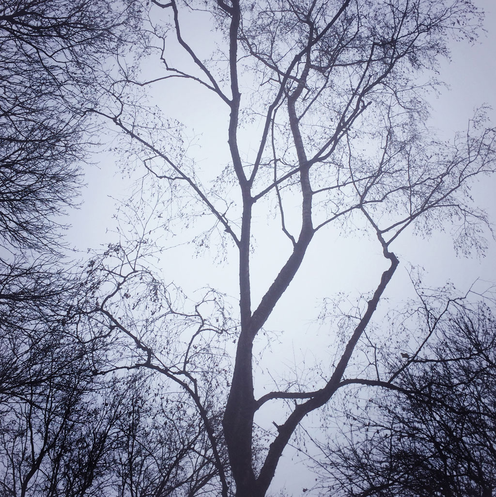 1_tree_fog_Sabitha-Saul