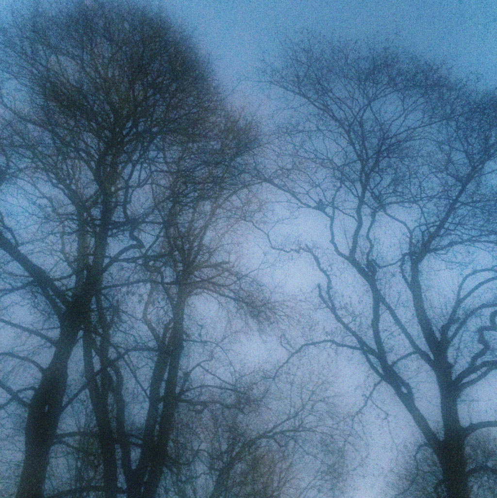 2_trees_fog_Sabitha-Saul