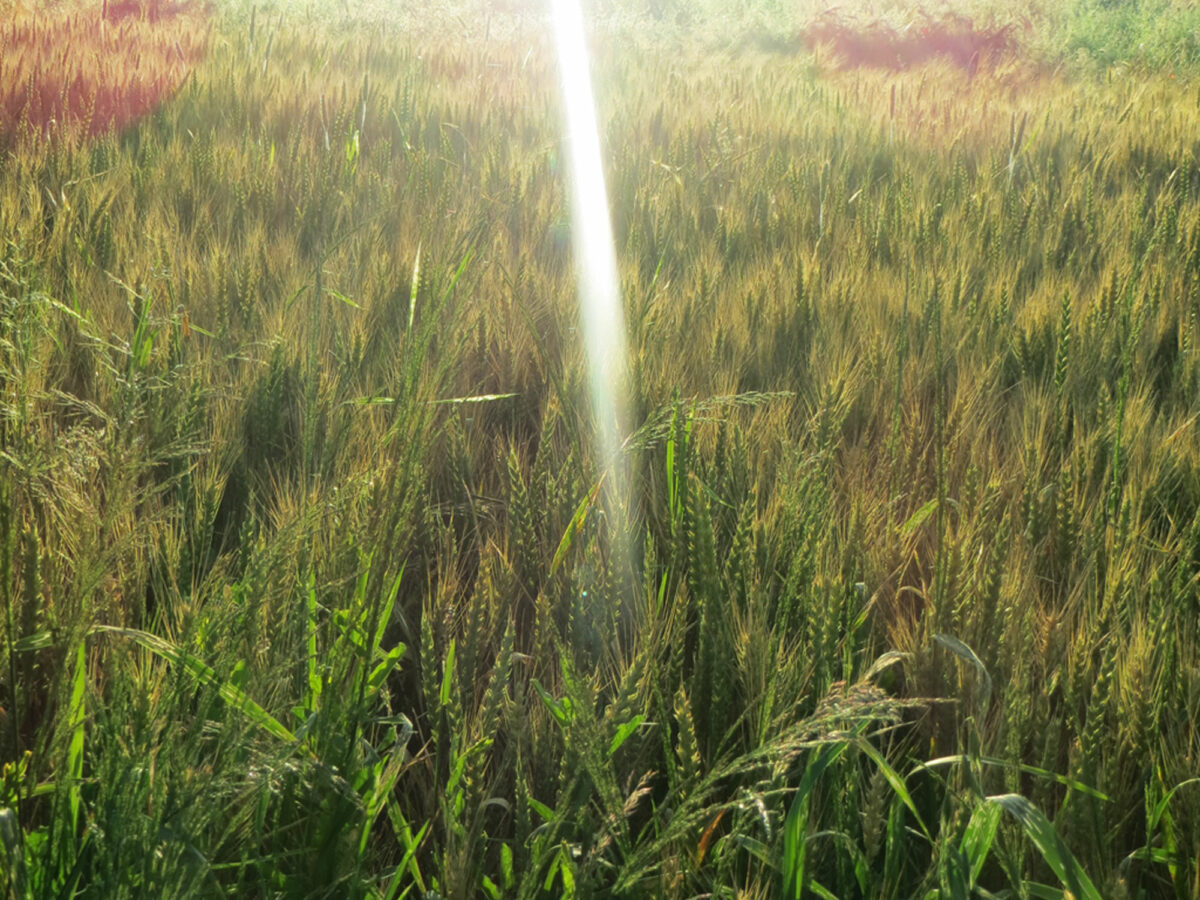 41_light-field_Sabitha-Saul