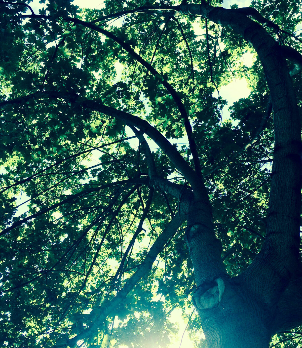 62_green-mood-tree_Sabitha-Saul